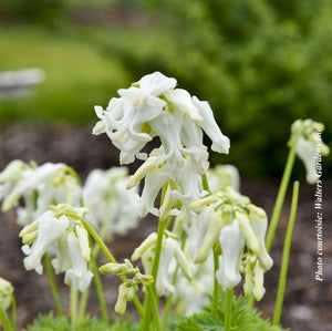 Dicentra 'White Diamonds'