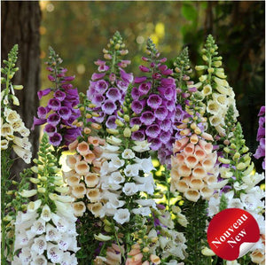 Digitalis 'Dalmatian Mixte'