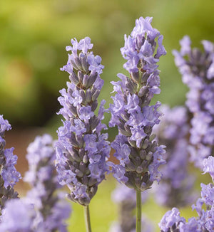 Lavandula x intermedia 'Grosso'