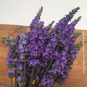 Lavandula intermedia 'Sensational'