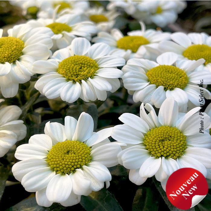 Leucanthemum Sweet Daisy™ 'Shelly' (sup.)