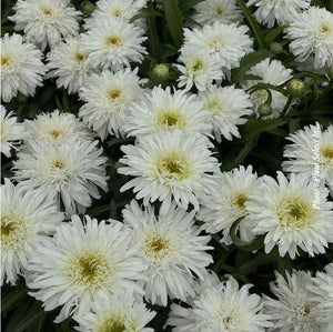 Leucanthemum Amazing Daisies® 'Marshmallow'