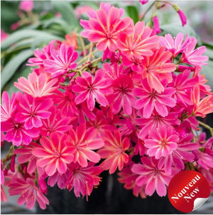 Lewisia Safira™ 'Coral'