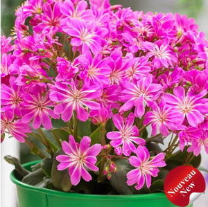 Lewisia Safira™ 'Violet'