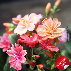 Lewisia 'Sunset Strain' (coty.)