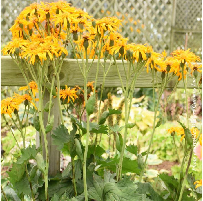 Ligularia 'Big Green Tractor'