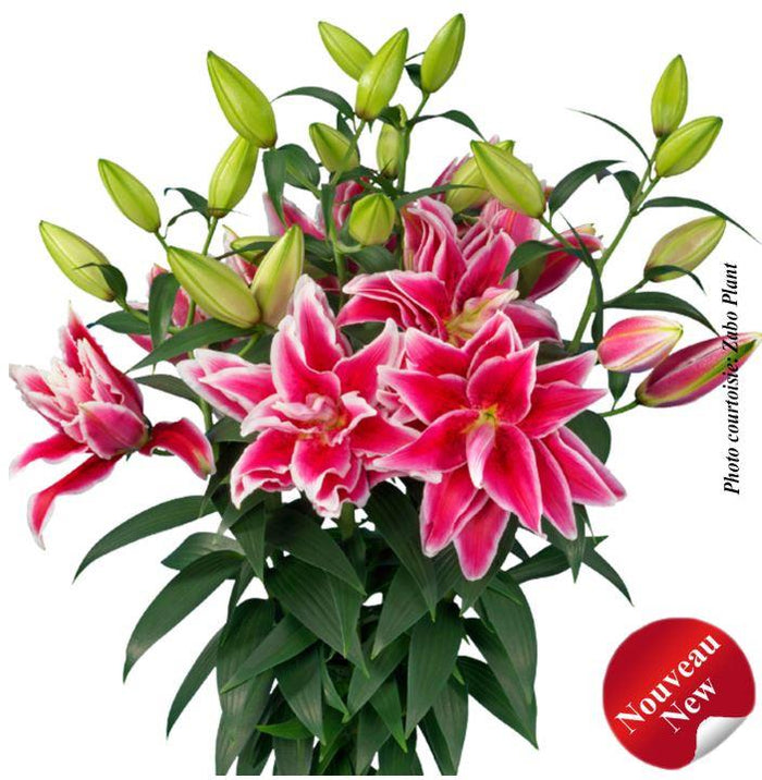 Lilium Roselily™ 'Kyra' (Double Oriental)