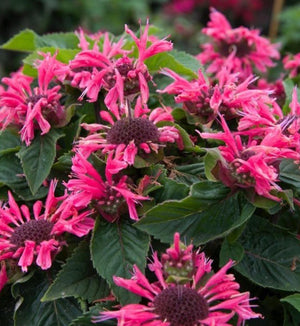 Monarda 'Bee You™ 'Bee Merry'



Monarda 'Bee You™ 'Bee Merry'







Monarda 'Bee You™ 'Bee Merry'







Monarda 'Bee You™ 'Bee Merry'