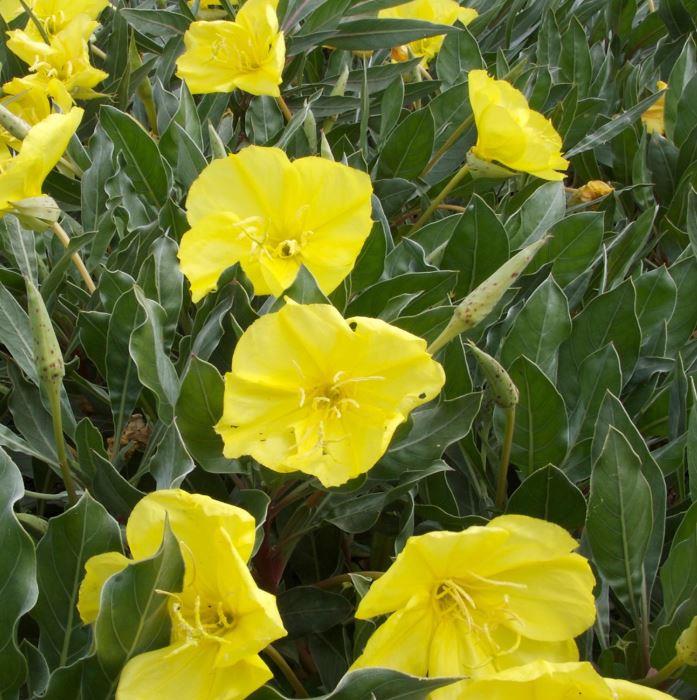 Oenothera Silver Blade®