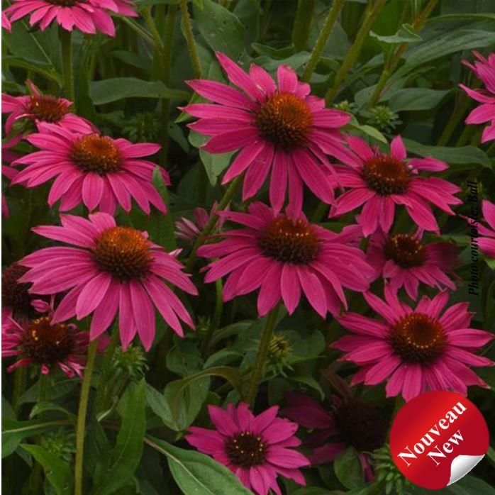 Echinacea Artisan™ 'Brilliant Rose