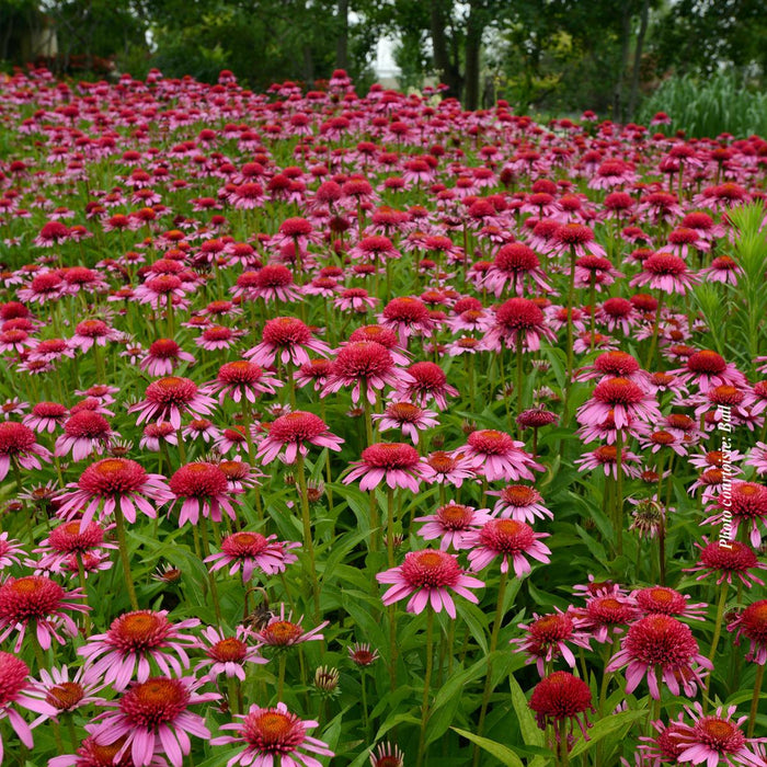 Echinacea Double Scoop™ Bubble Gum