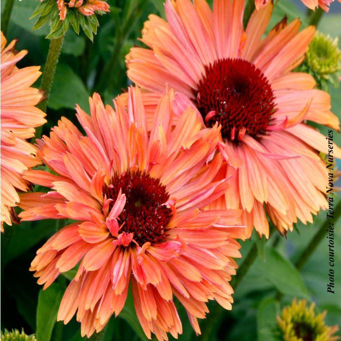 Echinacea FRESCO™ 'Apricot'