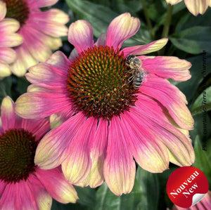 Echinacea Kismet® 'Pink Lemonade'