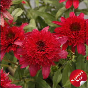 Echinacea DELIGHTFUL™ 'Sangria'