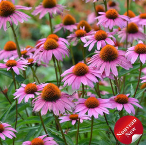 Echinacea 'Magnus Superior' (pur.)