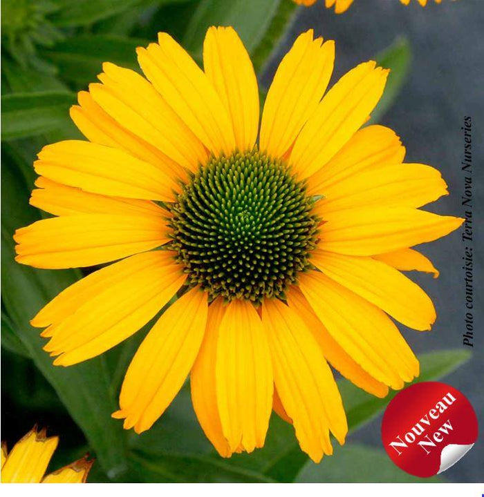 Echinacea PRIMA™ 'Amarillo'