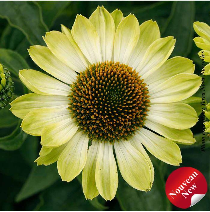 Echinacea PRIMA™ 'Lime'