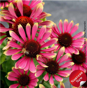 Echinacea PRIMA™ 'Spider'