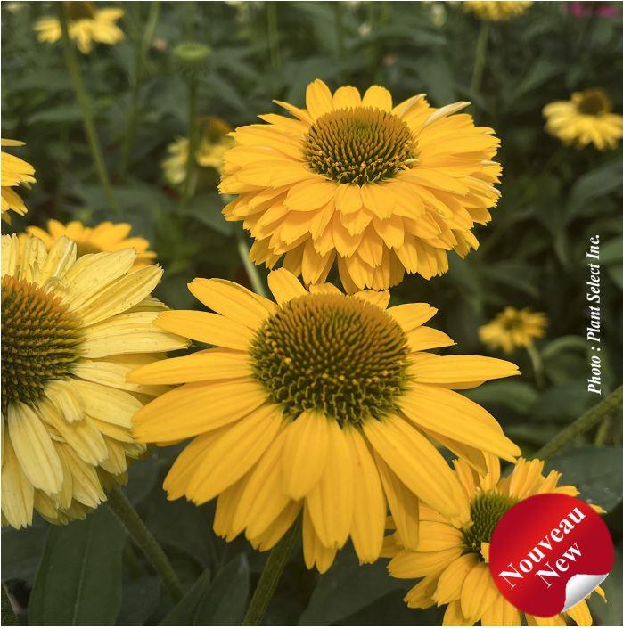 Echinacea Sunseekers® 'Golden Sun'