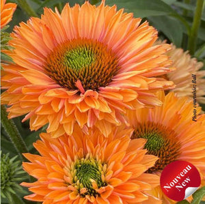 Echinacea Sunseekers® 'Pumpkin Pie'