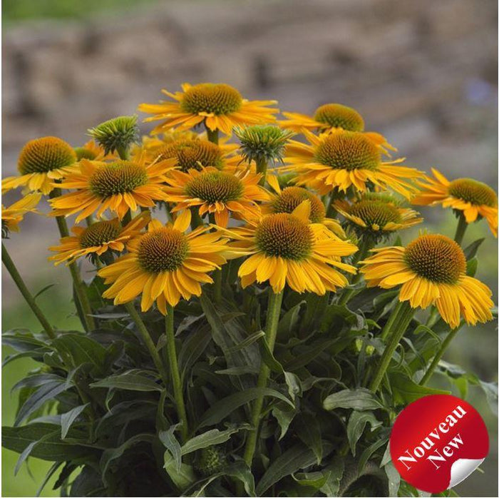 Echinacea SunMagic® 'Vintage Mango'