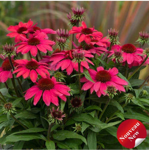 Echinacea SunMagic® 'Vintage Hot Red'