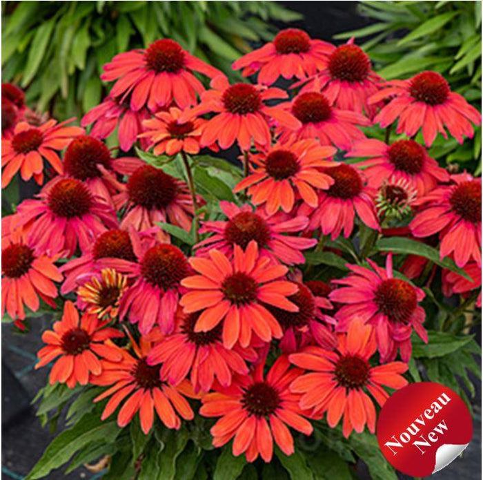 Echinacea SunMagic® 'Vintage Ruby'