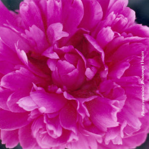 Paeonia lactiflora 'Bunker Hill'