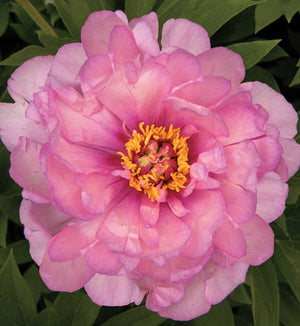 Paeonia 'First Arrival' (Itoh)