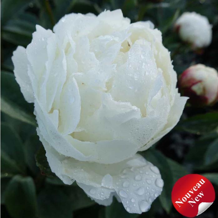 Paeonia lactiflora 'Elsa Sass'