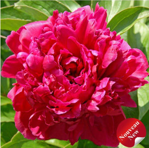Paeonia lactiflora 'Grover Cleveland'