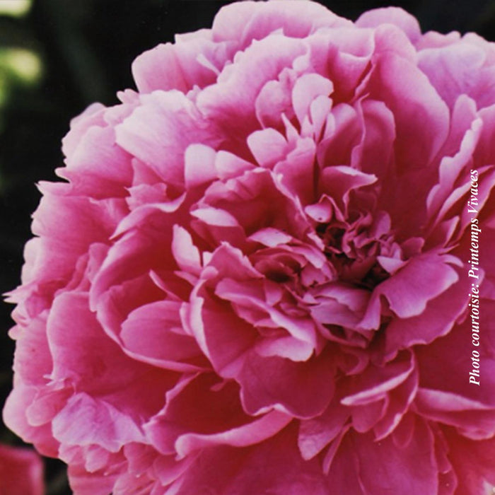 Paeonia lactiflora 'Jacorma'