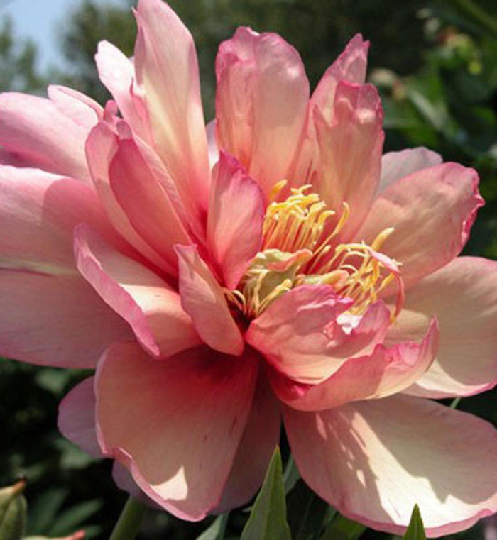 Paeonia 'Julia Rose' (Itoh)