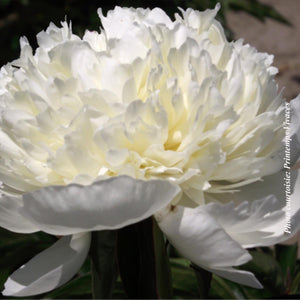 Paeonia lactiflora 'Lancaster Imperial'