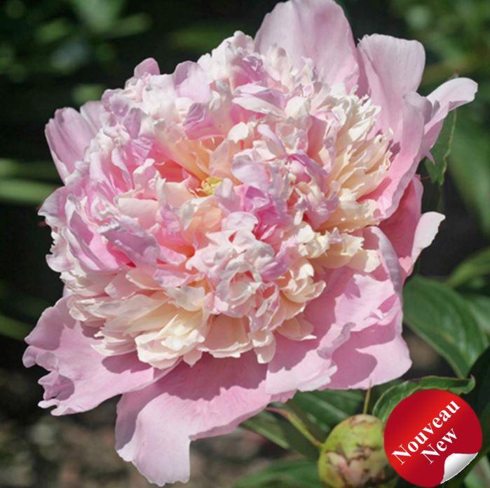 Paeonia lactiflora 'Whopper'