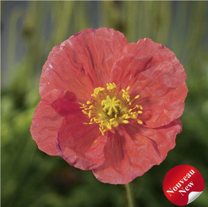 Papaver Spring Fever® 'Pink'