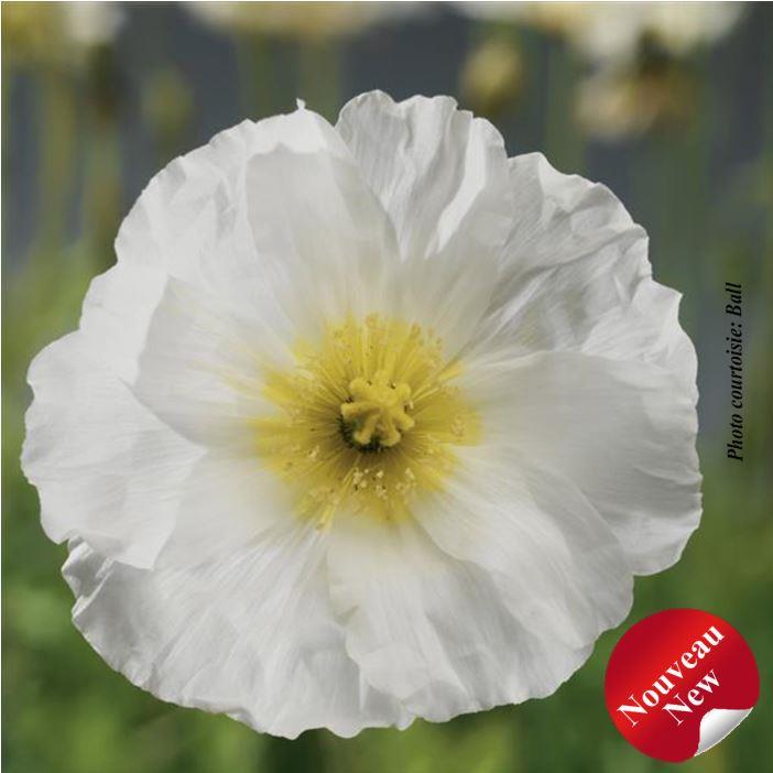 Papaver Spring Fever® 'White' – Beyond the House