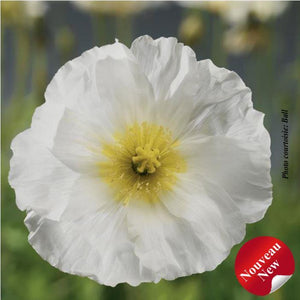 Papaver Spring Fever® 'White'