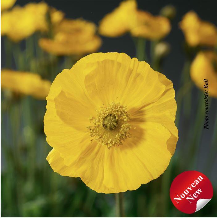 Papaver Spring Fever® Yellow | Beyond the House