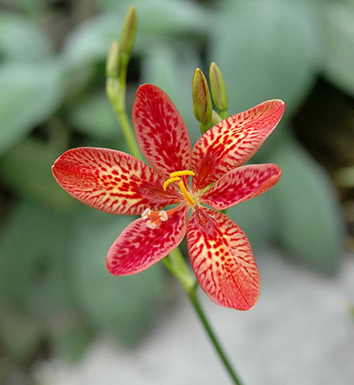 Pardancanda 'Dazzler'