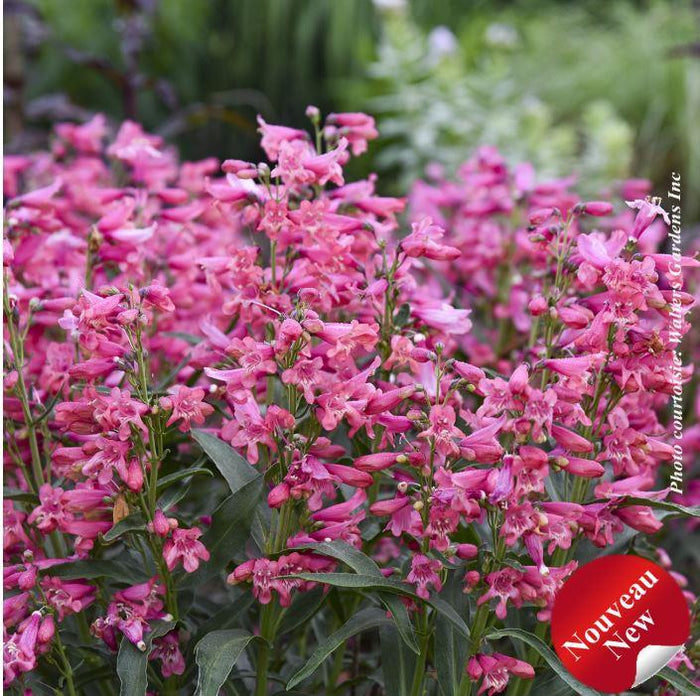 Penstemon Bejeweled™ 'Pink Pearls