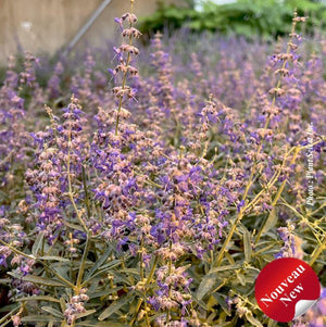 Perovskia 'Jelena'