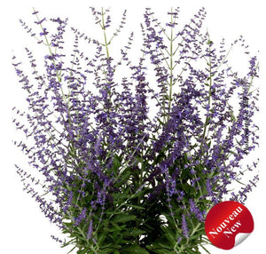 Perovskia 'Zasha'