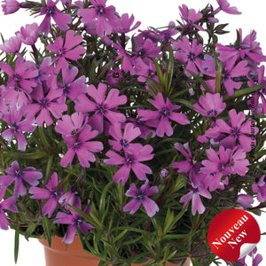 Phlox subulata Spring® 'Lilac'