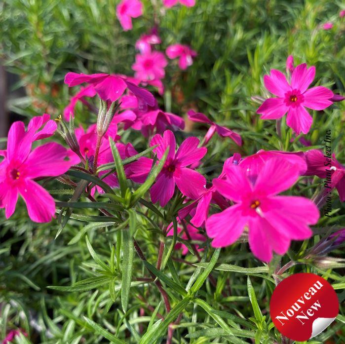 Phlox subulata Spring® 'Late Pink'
