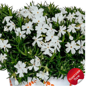 Phlox subulata Spring® 'Late White'