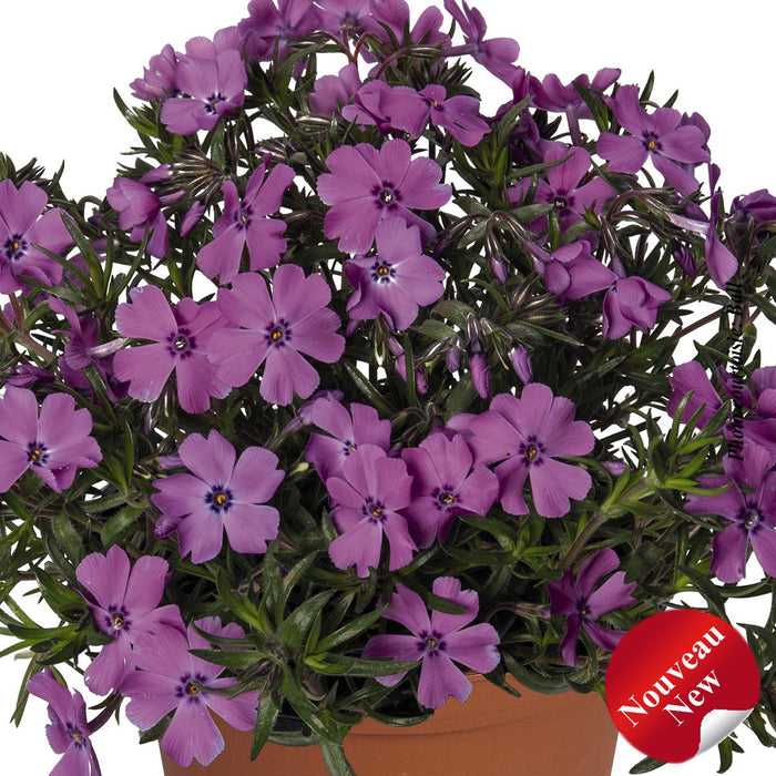 Phlox subulata Spring® 'Purple'