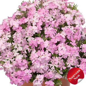 Phlox subulata Spring® 'Soft Pink'