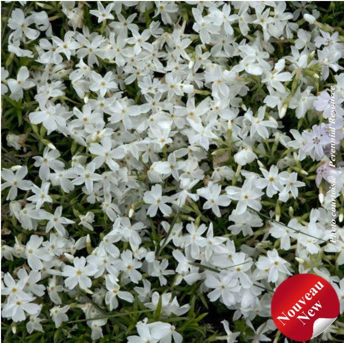 Phlox subulata 'White Delight'
