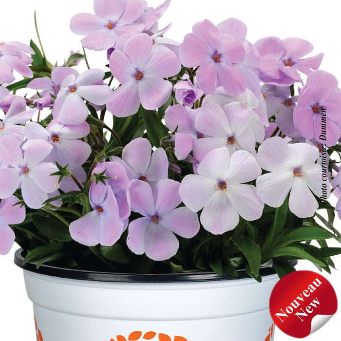 Phlox Woodlander™ 'Lilac'